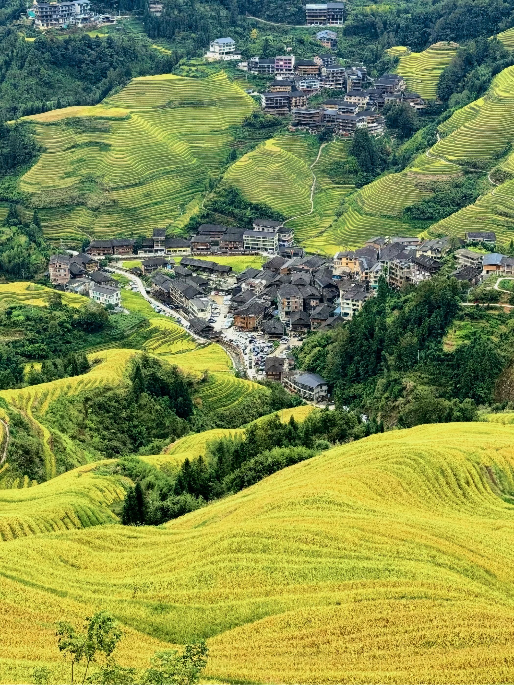 Goldene Reisterrassen ziehen sich hinab zu einem Dorf aus Holzhäusern im Tal, ein weiteres Dorf am Hang darüber