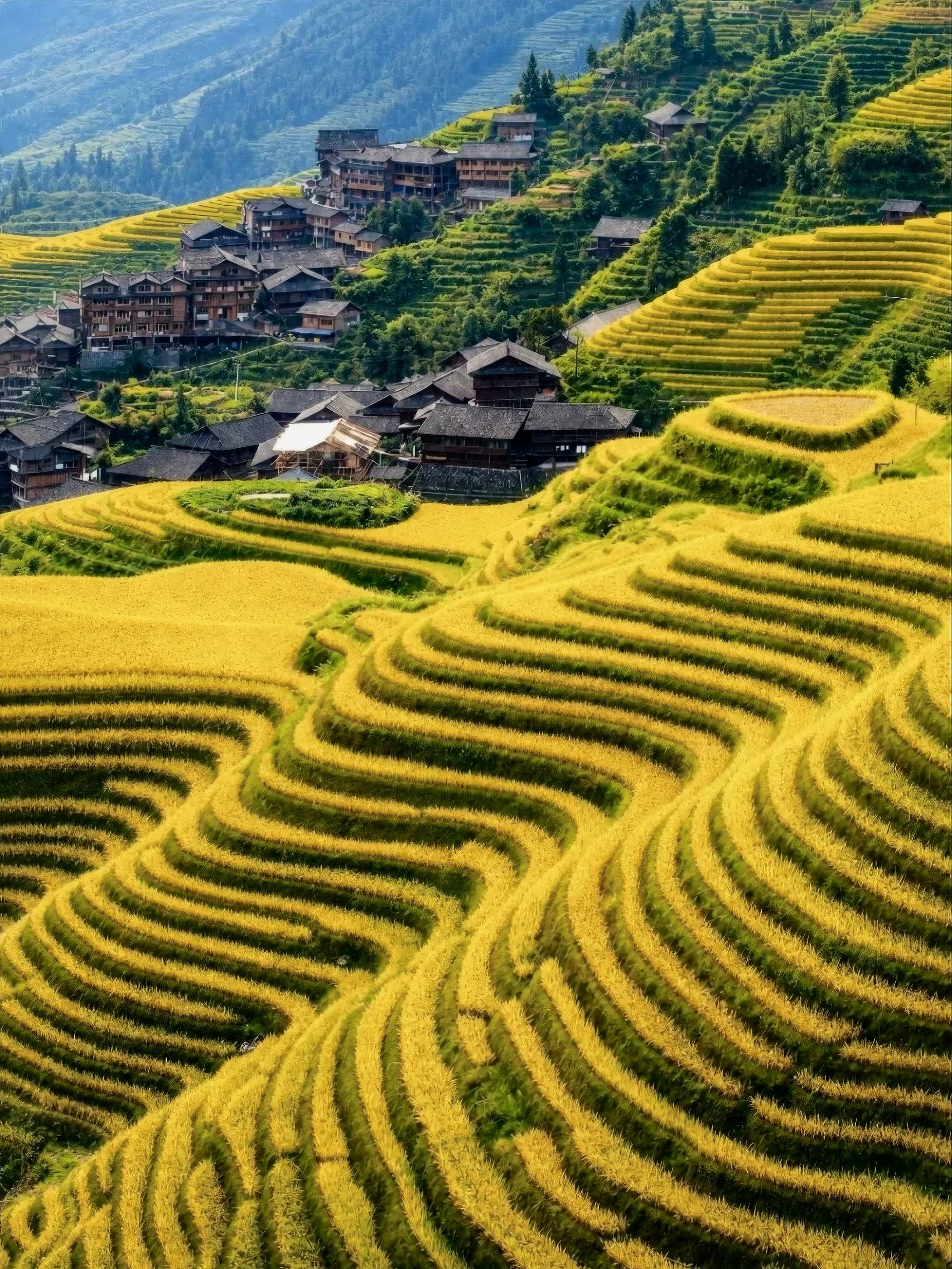 Goldene Reisterrassen schwingen sich um den Hang unter den Holzhäusern von Ping’an