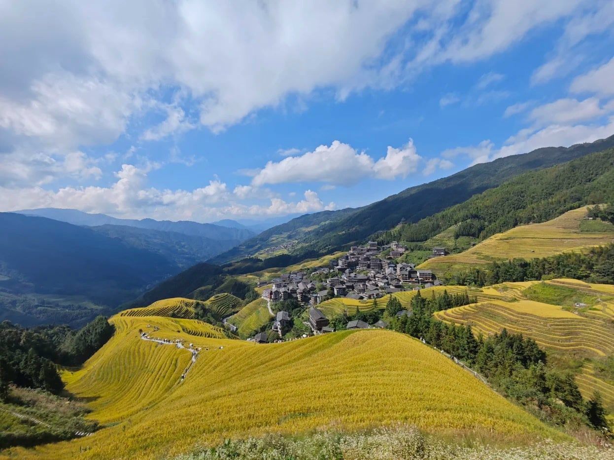 Goldene Terrassen rund um das Dorf Ping’an unter blauem Himmel mit weißen Wolken