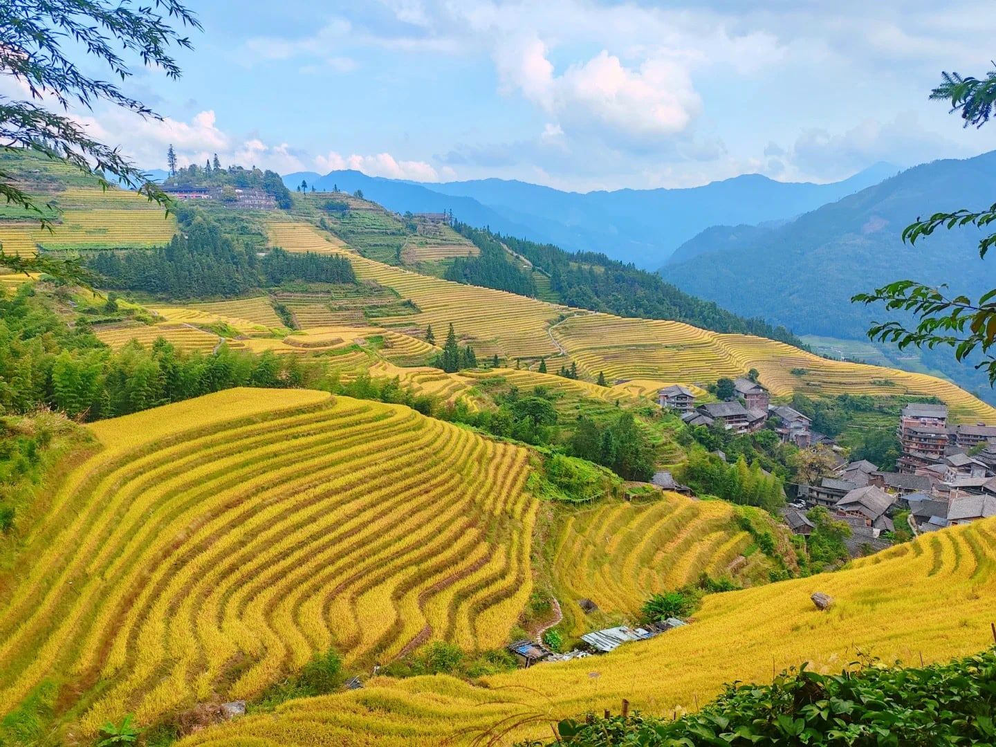 Goldene Terrassen stufen sich den Hang hinab bis zu einem Dorf, dahinter Berge