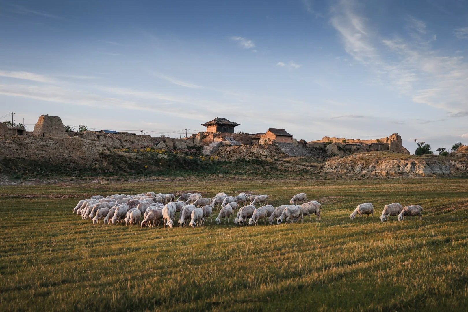 A flock of sheep grazing in evening light below the crumbling earthen walls of an old fort