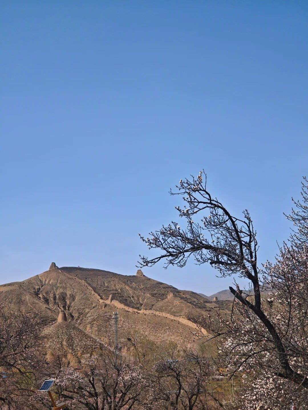 Apricot blossom in the foreground, the Great Wall and its towers climbing a bare ridge behind