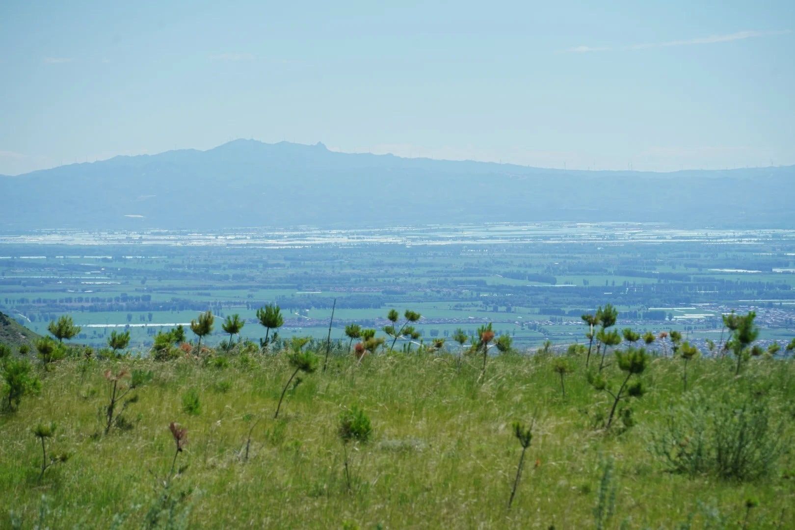 Looking down from a grassy ridge with young pines over a wide plain to distant mountains