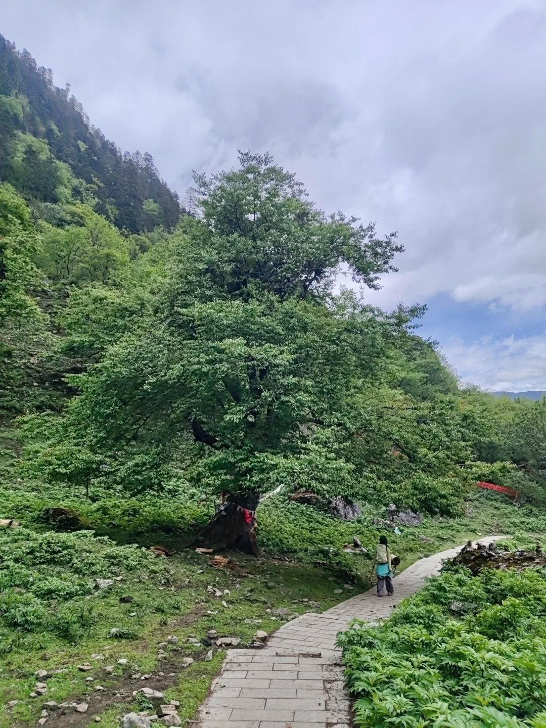 Ein großer Baum mit breiter Krone auf einem Grashang neben einem gepflasterten Weg, unter grauen Wolken geht ein Wanderer vorbei