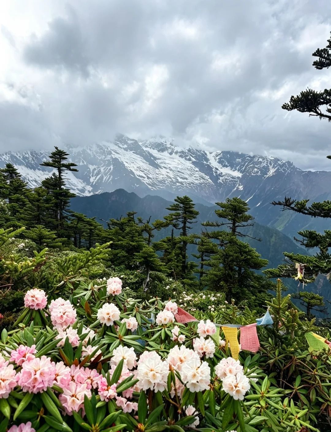 Rosa und weiße Rhododendren und Gebetsfahnen vor Tannen, dahinter eine schneebedeckte Bergkette unter schweren grauen Wolken