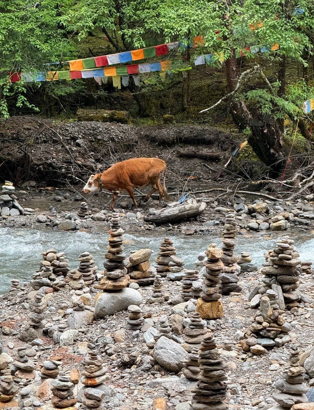 Dutzende aufgeschichtete Steinhaufen am Ufer eines rauschenden Gletscherbachs, eine braune Kuh läuft vorbei, Gebetsfahnen in den Bäumen