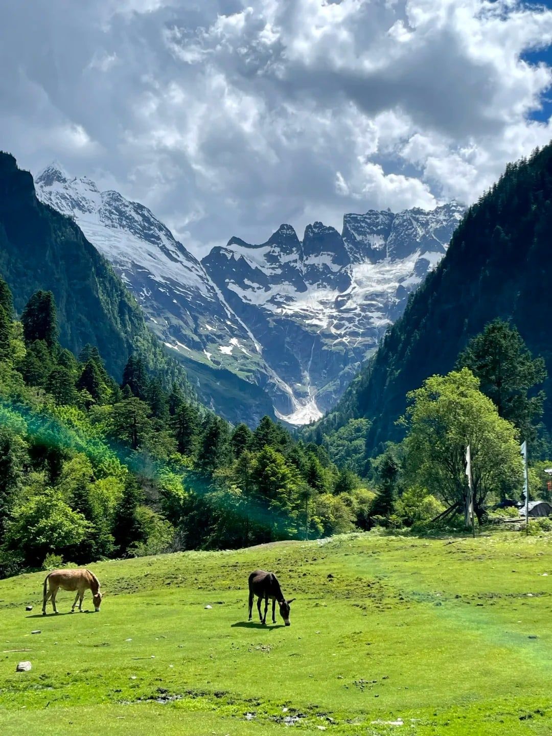 Maultiere grasen auf einer grünen Wiese unter Gletschern und Schneegipfeln bei Yubeng