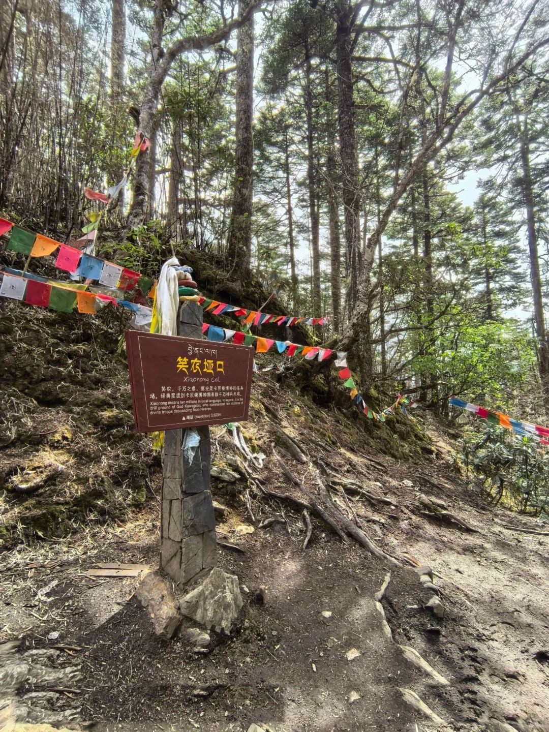 Das Schild am Xiaonong-Sattel auf einer Steinsäule mit weißem Schal, Gebetsfahnen zwischen hohen Tannen